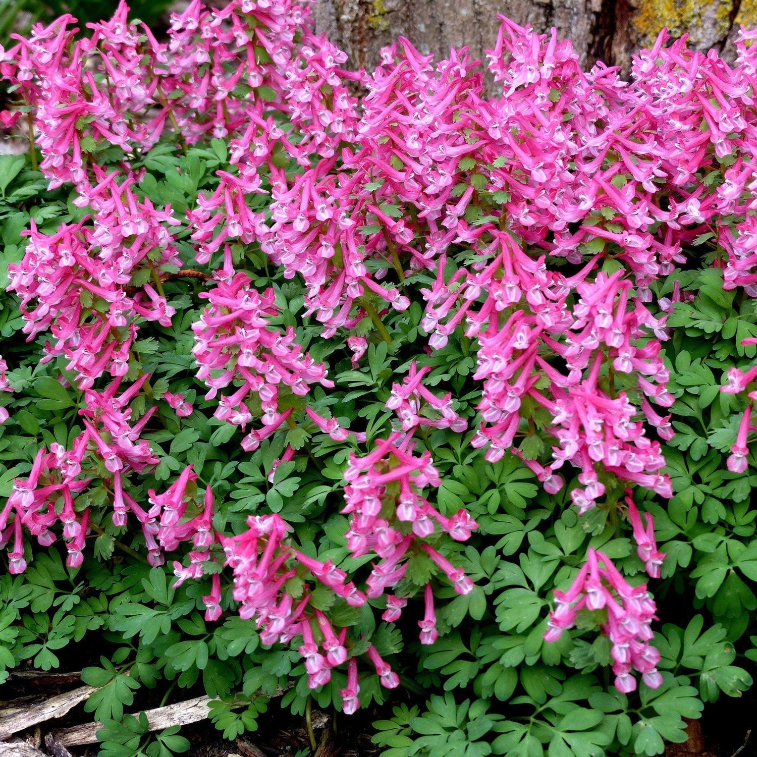 Corydalis Flower seeds for Planting - Cut Flower Favorite, Heirloom & GMO Free Seeds for Home Garden