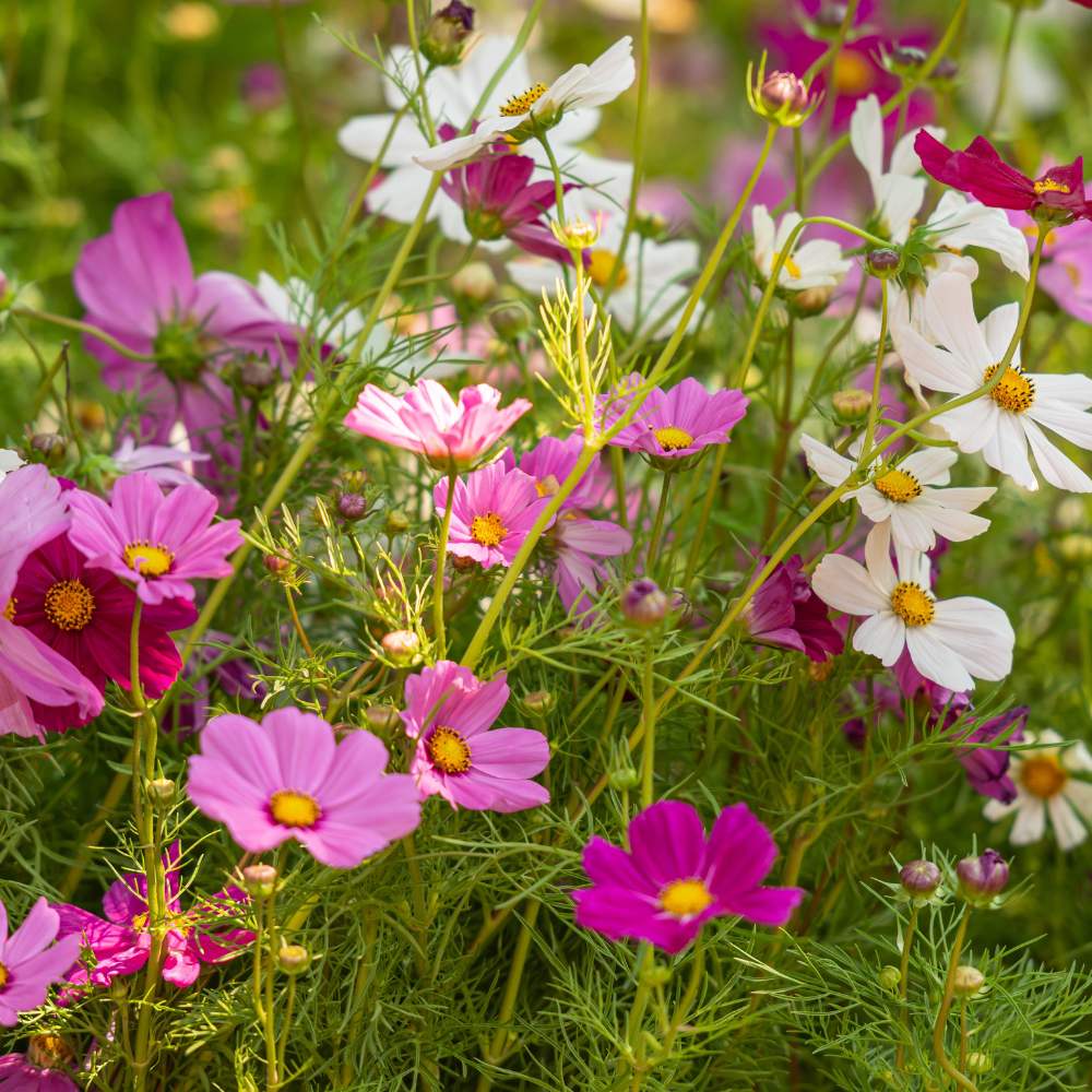 Cosmos Mix Flower Seeds for Planting - Vibrant Annual Blooms for Your Garden - Evergrowseeds