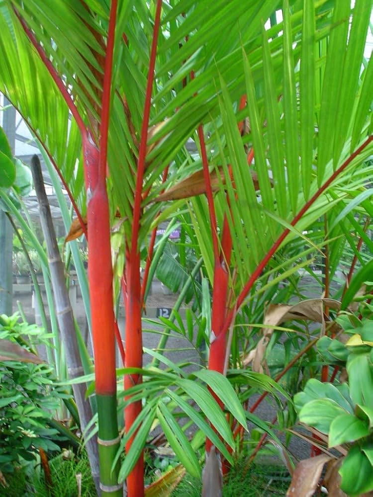 Non-GMO Costa Rica Red Bamboo seeds
