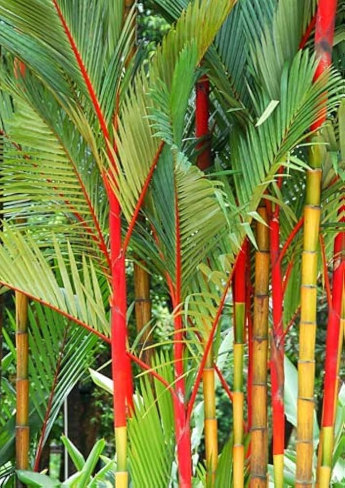 Costa Rica Red Bamboo seeds for planting