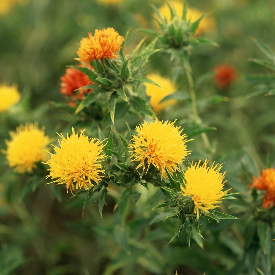 Carthamus Flower seeds for Planting - Compact Growth, Heirloom & GMO Free Seeds for Home Garden