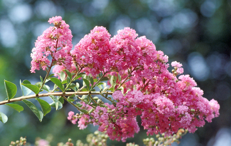 Crepe Myrtle Flower seeds for Planting - Premium Quality, Heirloom & GMO Free Seeds for Home Garden