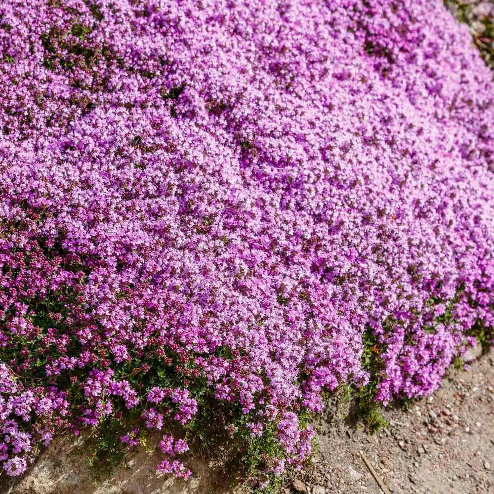 Low-growing foliage of Creeping Thyme