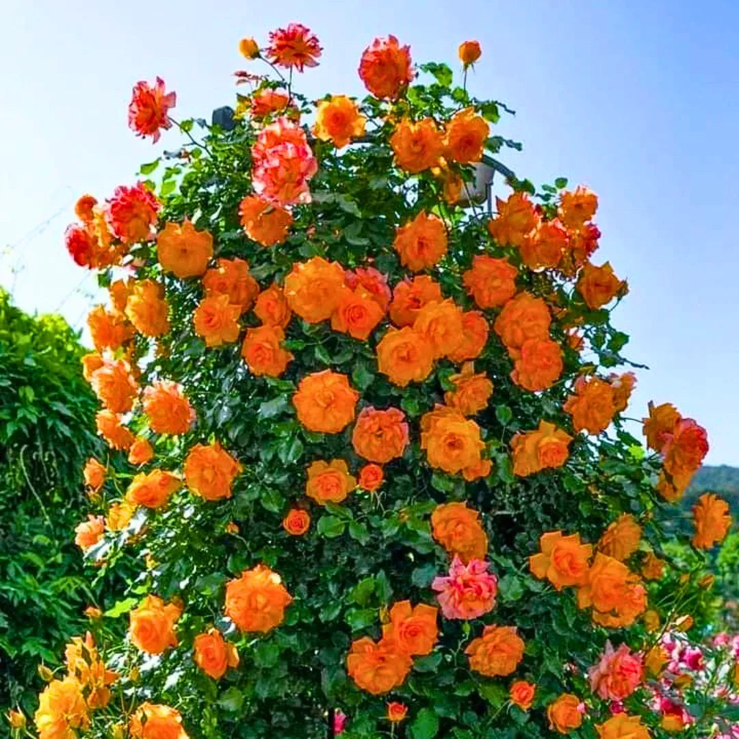 Orange Climbing Rose Flower seeds for Planting Pollinator Friendly Heirloom & GMO Free Seeds for Home Garden