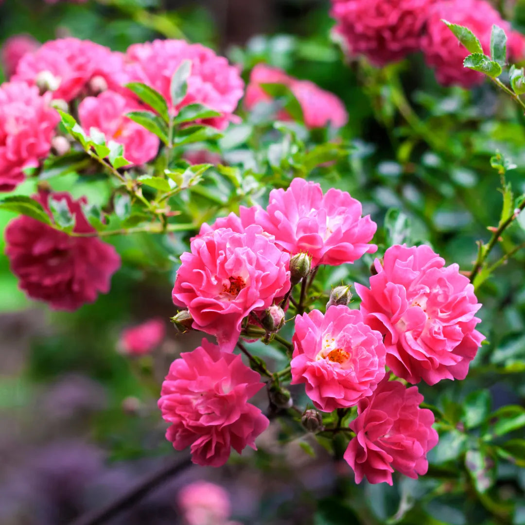 Red Pink Climbing Rose Flower seeds for Planting - Bright Blooms, Heirloom & GMO Free Seeds for Home Garden
 
 Sale