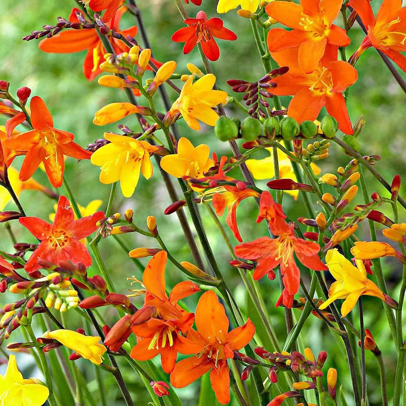 Crocosmia Flower seeds for Planting - Wildflower Mix, Heirloom & GMO Free Seeds for Home Garden
