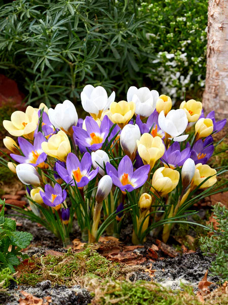Mixed Crocus Flower seeds for Planting - Compact Growth, Heirloom & GMO Free Seeds for Home Garden