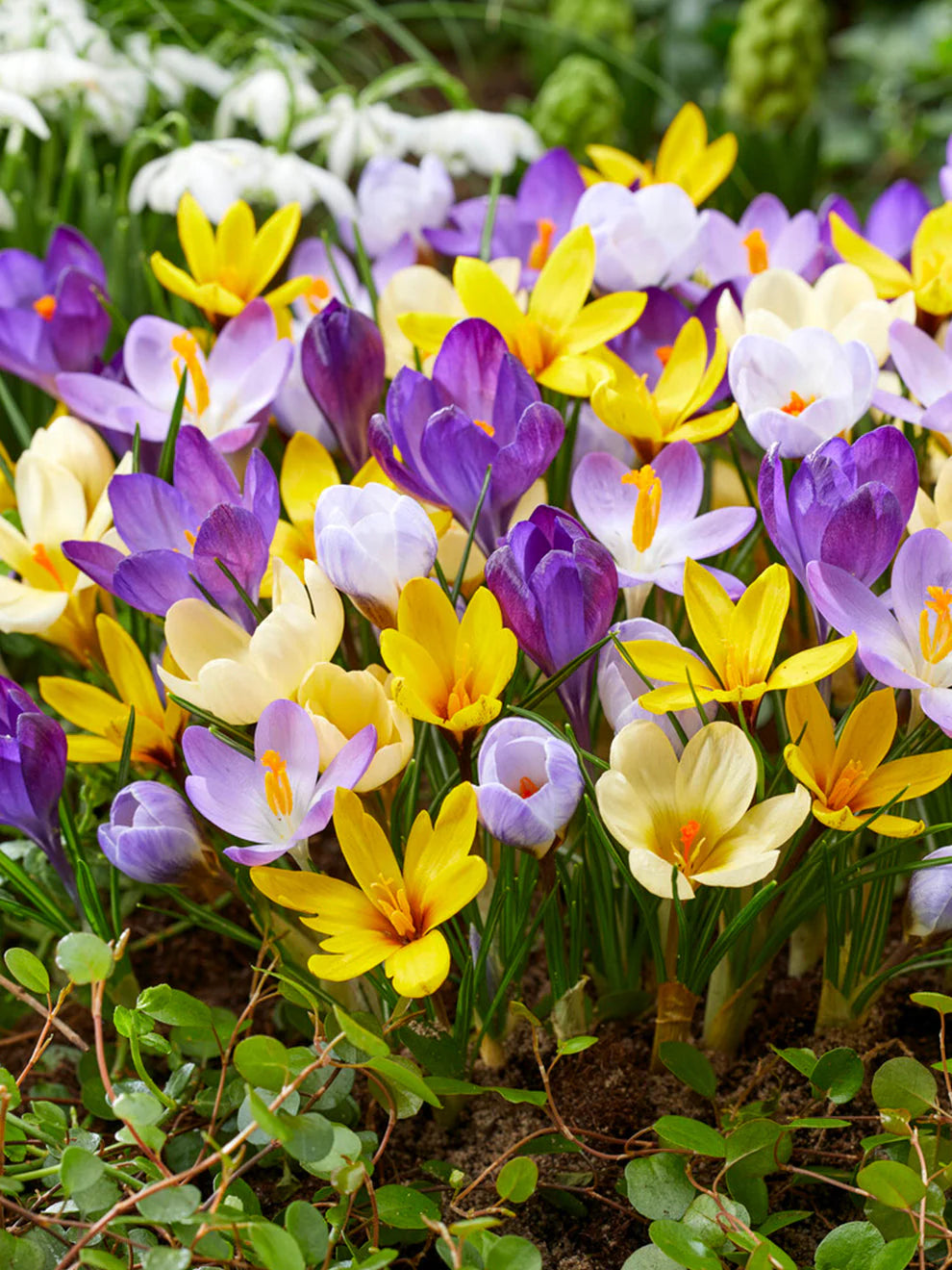 Mixed Crocus Flower seeds for Planting - Compact Growth, Heirloom & GMO Free Seeds for Home Garden