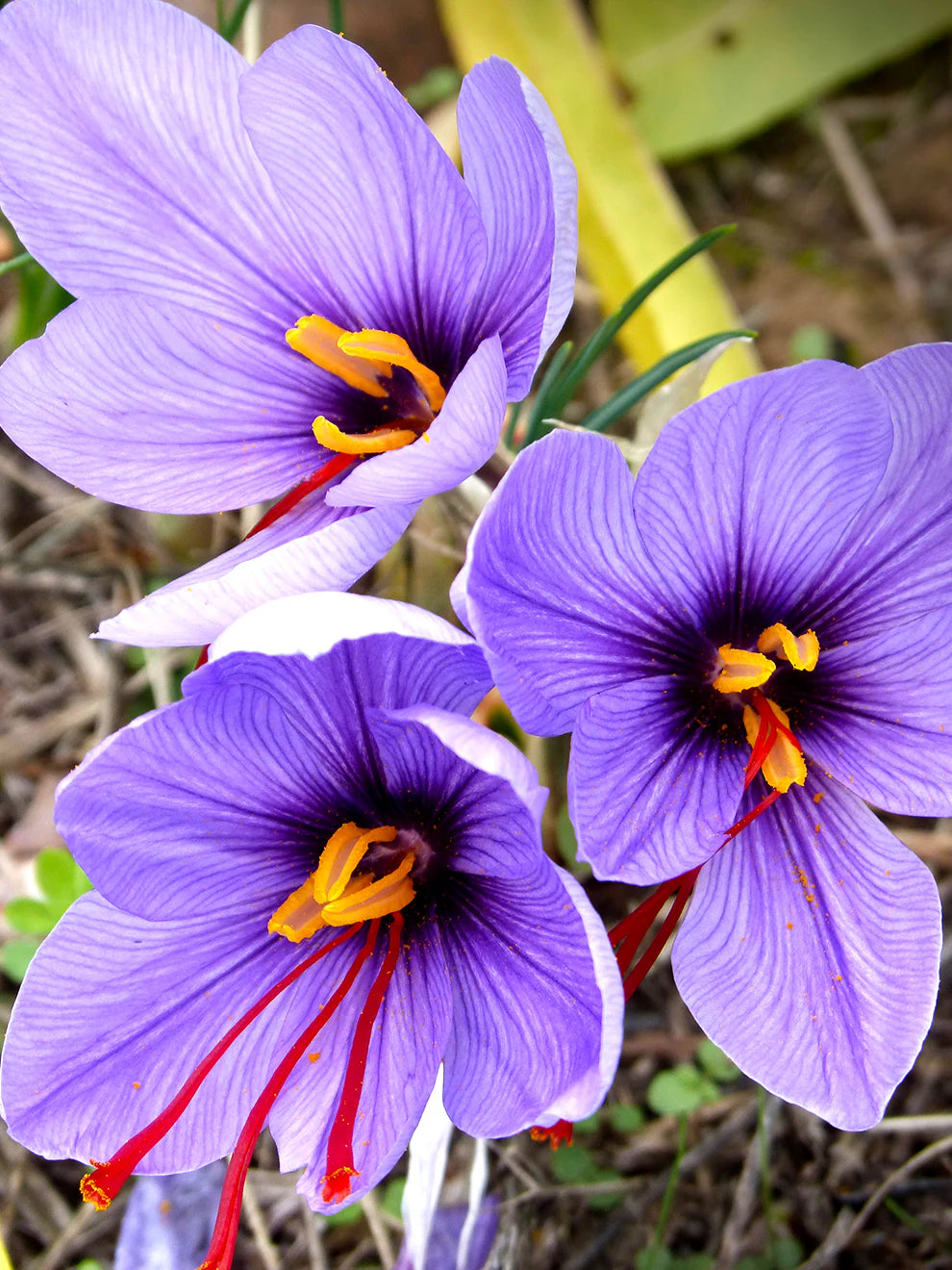 Sativus Flower Seeds Collection for Planting  Seed for Vibrant and Colorful Blooms, Ideal for Garden Beautification