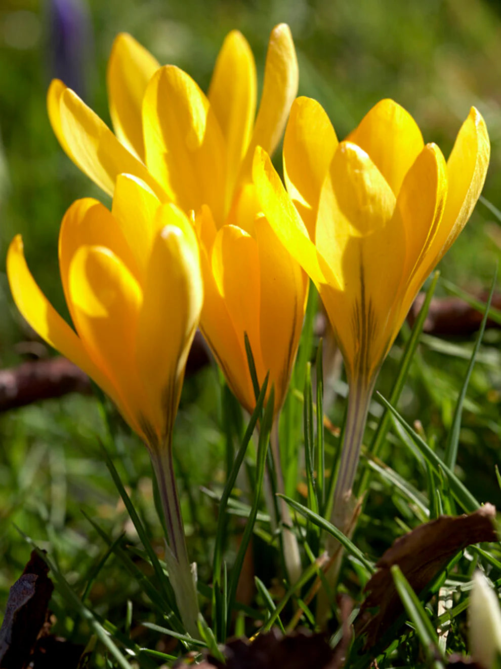 Crocus Sativus Yellow Flower seeds for Planting - Garden Favorite, Heirloom & GMO Free Seeds for Home Garden
