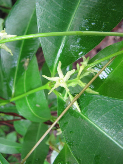 Close-up of green leaves and a small flower in a natural setting
