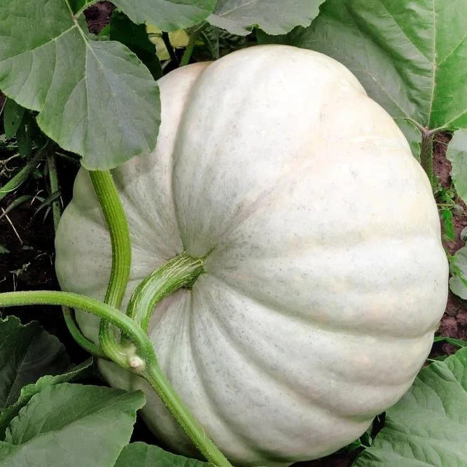 White Pumpkin Vegetable Seeds for Easy Planting