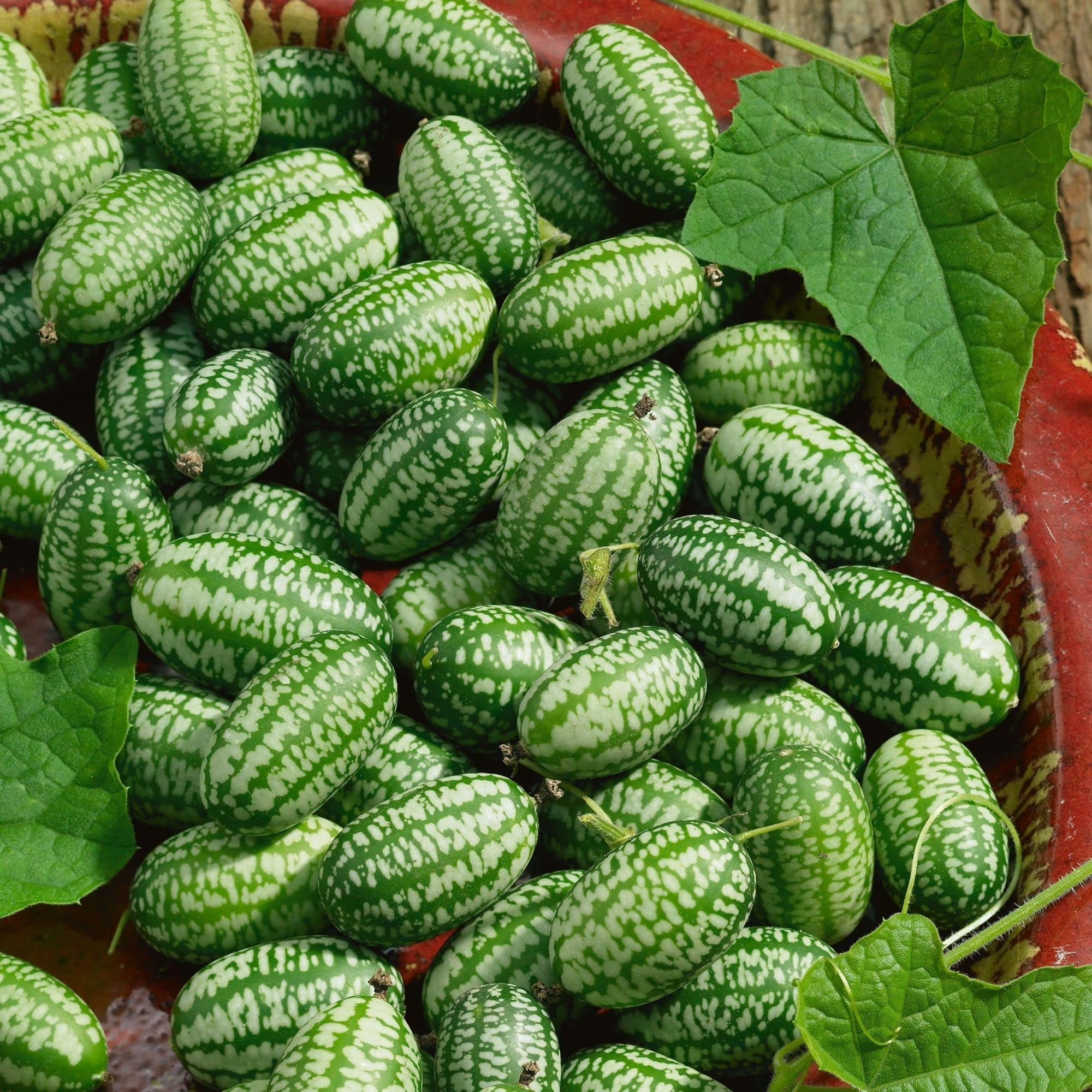 Cucamelon Seeds for Easy Planting: Grow Refreshing Fruits
