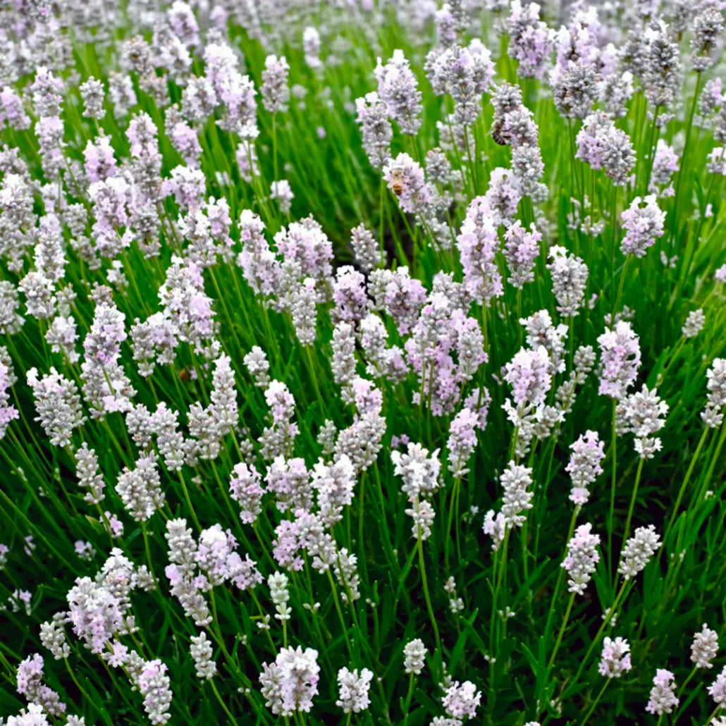 White Provence Lavender Flower seeds for Planting - Drought Tolerant, Heirloom & GMO Free Seeds for Home Garden