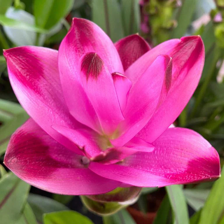 Rhizoma Curcuma Flower Seeds Planting