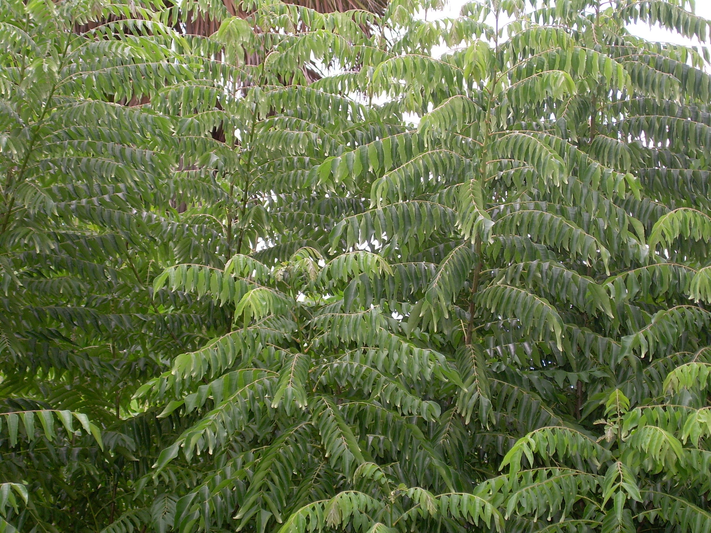 Curry Leaf Vegetable Seeds for Planting