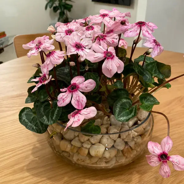 Light Green Cyclamen Flower seeds for Planting - Seasonal Bloomer, Heirloom & GMO Free Seeds for Home Garden