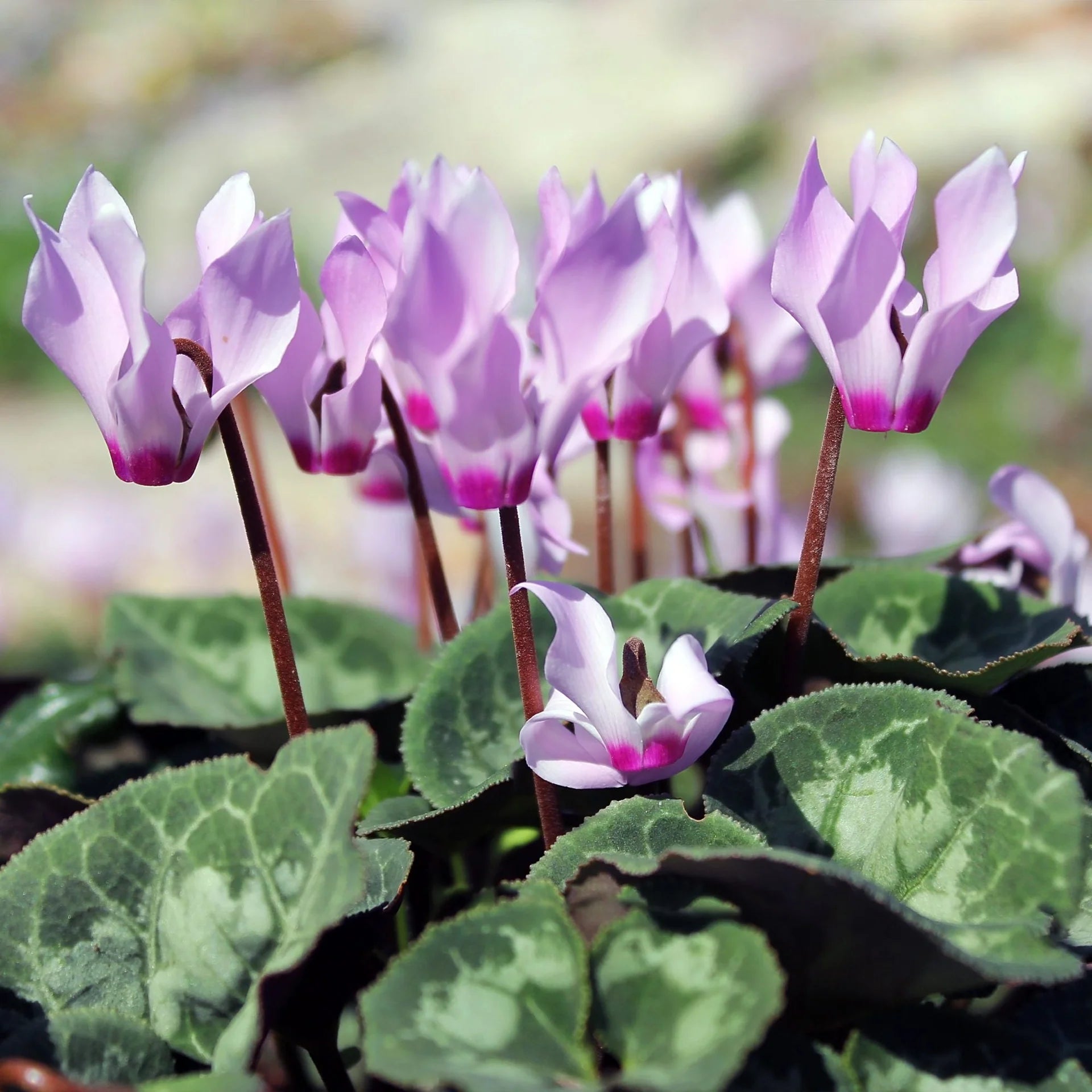 Violet Cyclamen Flower seeds for Planting Drought Tolerant Heirloom & GMO Free Seeds for Home Garden