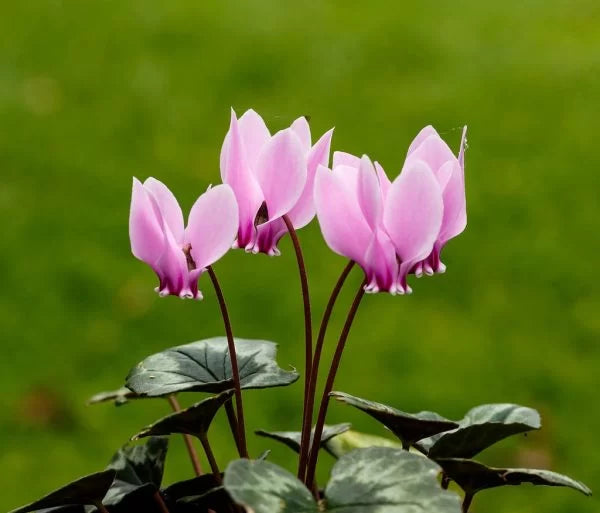 Lavender Cyclamen Flower seeds for Planting - Fragrant Blossoms, Heirloom & GMO Free Seeds for Home Garden