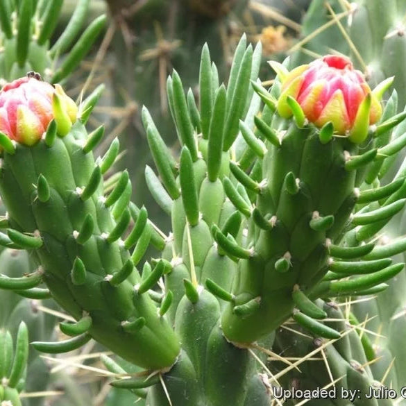 Green Austrocylindropuntia Flower seeds for Planting - Cottage Garden Essential, Heirloom & GMO Free Seeds for Home Gard