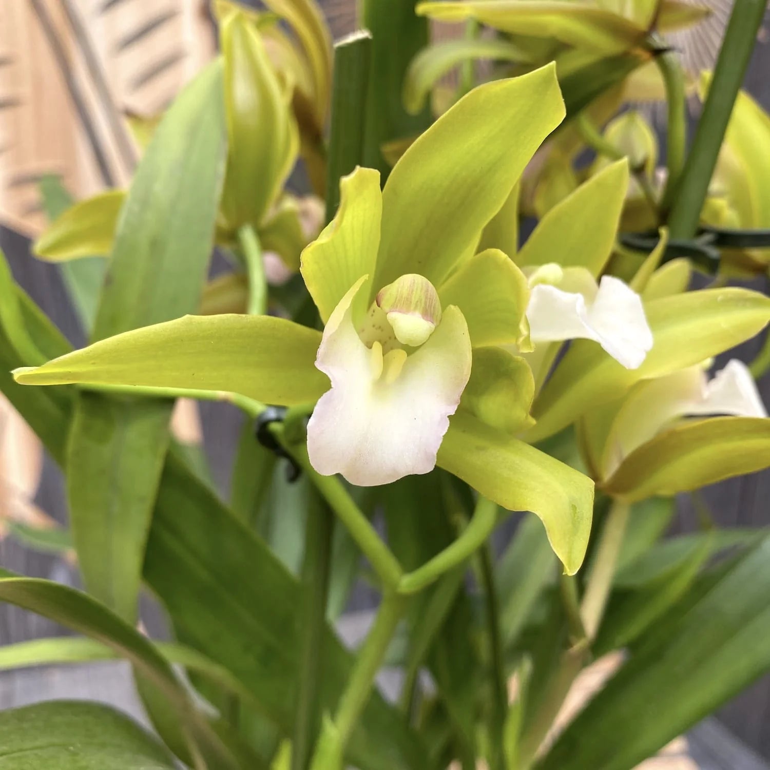 Green Cymbidium Flower seeds for Planting - Bright Blooms, Heirloom & GMO Free Seeds for Home Garden