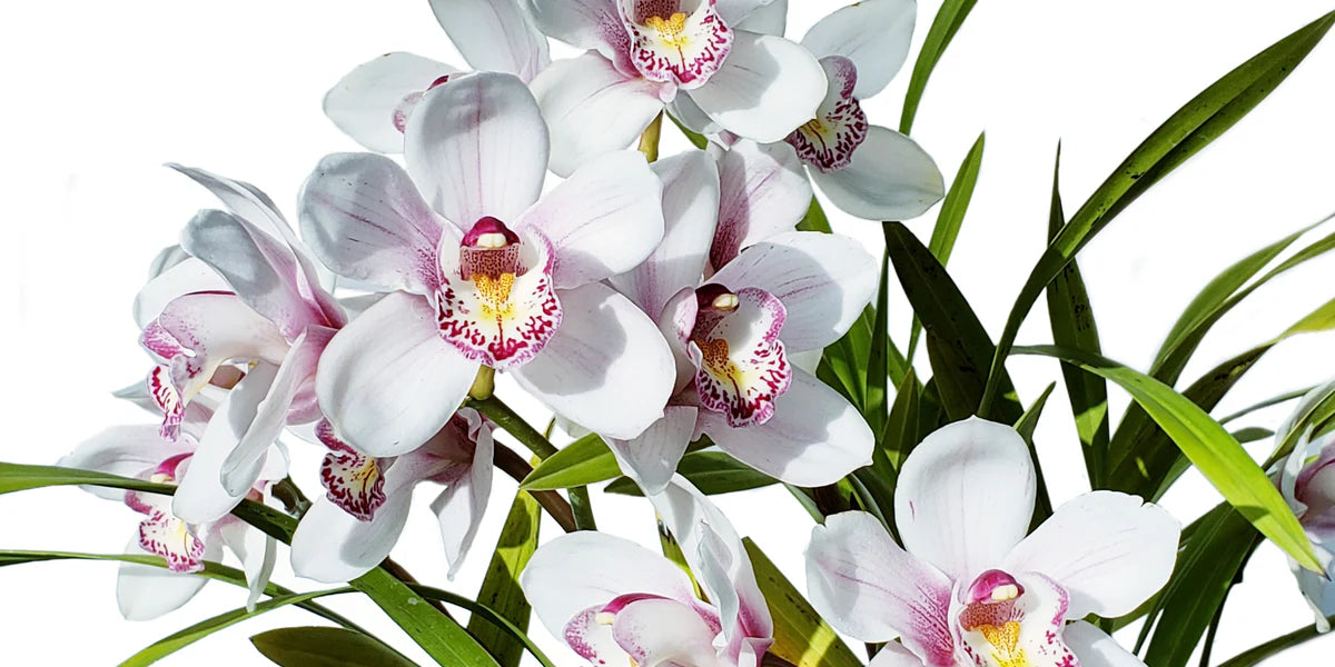 Rose Cymbidium Maxillaria Flower Seeds for Planting Bright Blooms Heirloom & GMO Free Seeds for Home Garden
 
 Sale