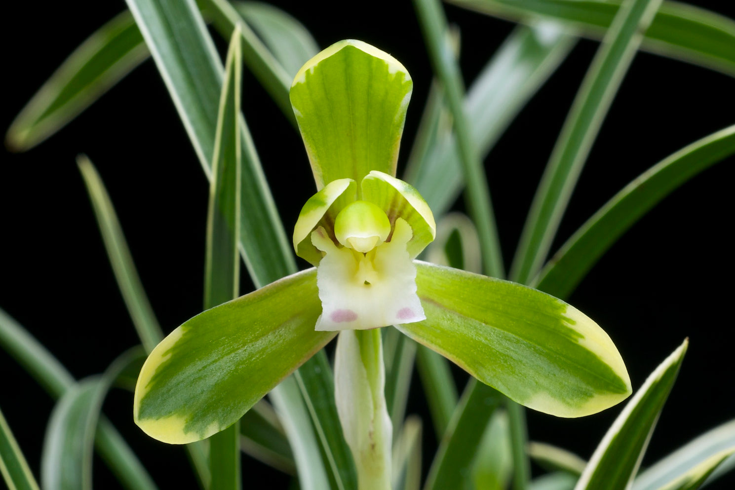 Pale Green Cymbidium Maxillaria Goeringii Seeds for Planting Pollinator Friendly Heirloom & GMO Free Seeds for Home Garden
 
 Sale