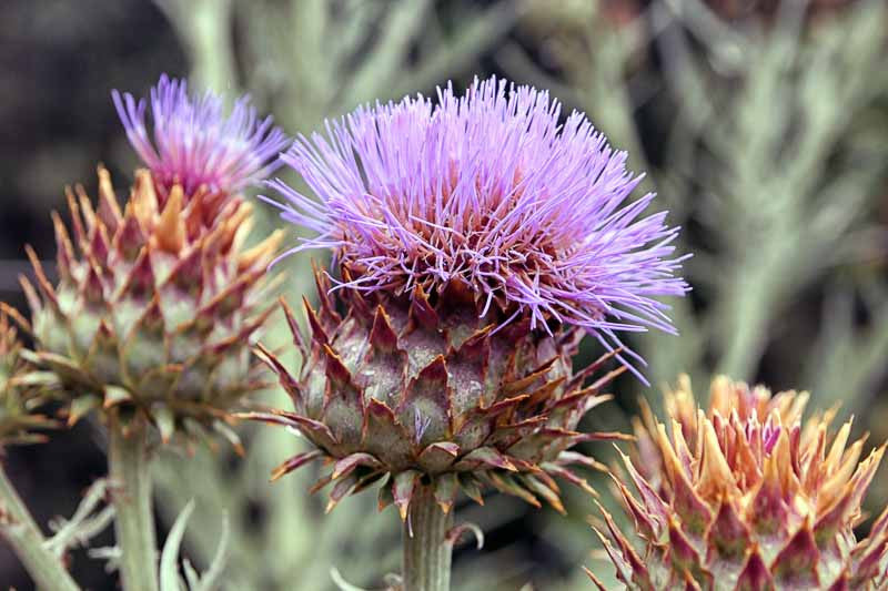 Cynara Flower seeds for Planting - Hardy Variety, Heirloom & GMO Free Seeds for Home Garden