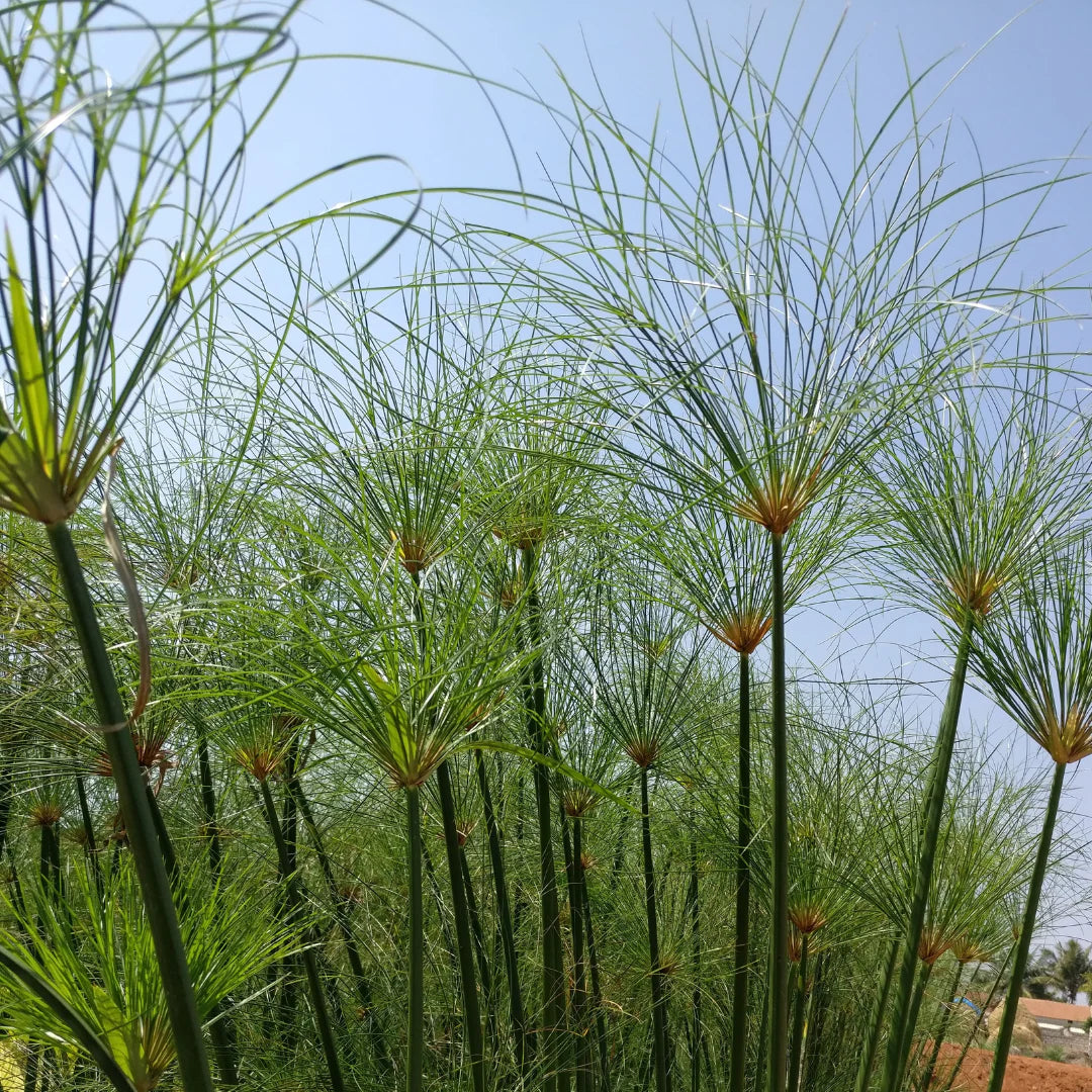 Yellow Cyperus Papyrus Planting Seeds for Vibrant Garden DÃ©cor  Seed for Lush Greenery