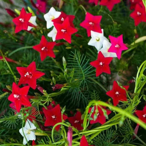 Red Cardinal Climber Flower seeds for Planting - Drought Tolerant, Heirloom & GMO Free Seeds for Home Garden