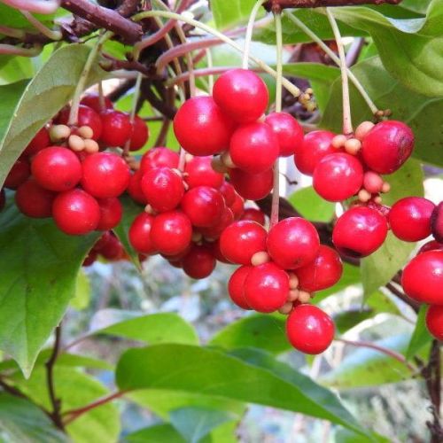 Chinese Magnolia Vine Seeds for Planting Schisandra Chinensis edible landscape shade garden