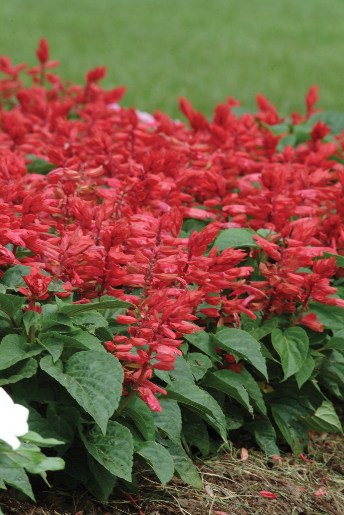 Rose Salvia Vista Seeds for Planting Home Flower Beds Urban Gardens