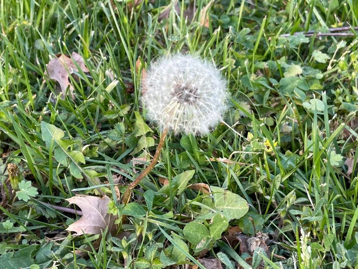 Dandelion Planting Seeds for Garden Growth | High-Quality Seeds for Easy Planting