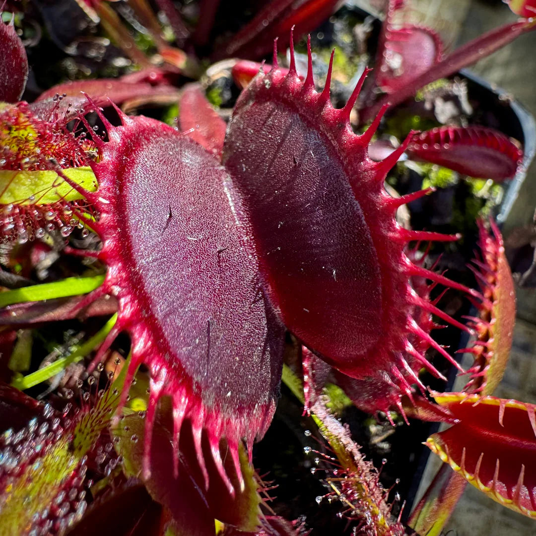 Venus Fly Trap Violet Flower seeds for Planting - Long Bloom Season, Heirloom & GMO Free Seeds for Home Garden