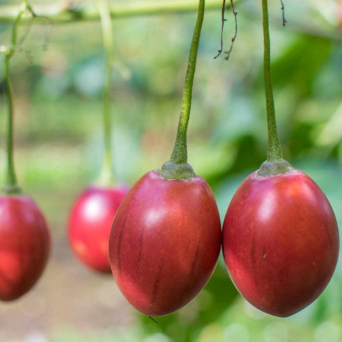 Red Tamarillo Fruit Seeds for Planting  Grow Delicious Tamarillos
