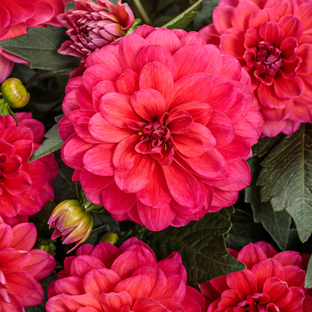 Pink Two Color Dahlia Flower Seeds for Planting Compact Growth Heirloom & GMO Free Seeds for Home Garden
 
 Sale