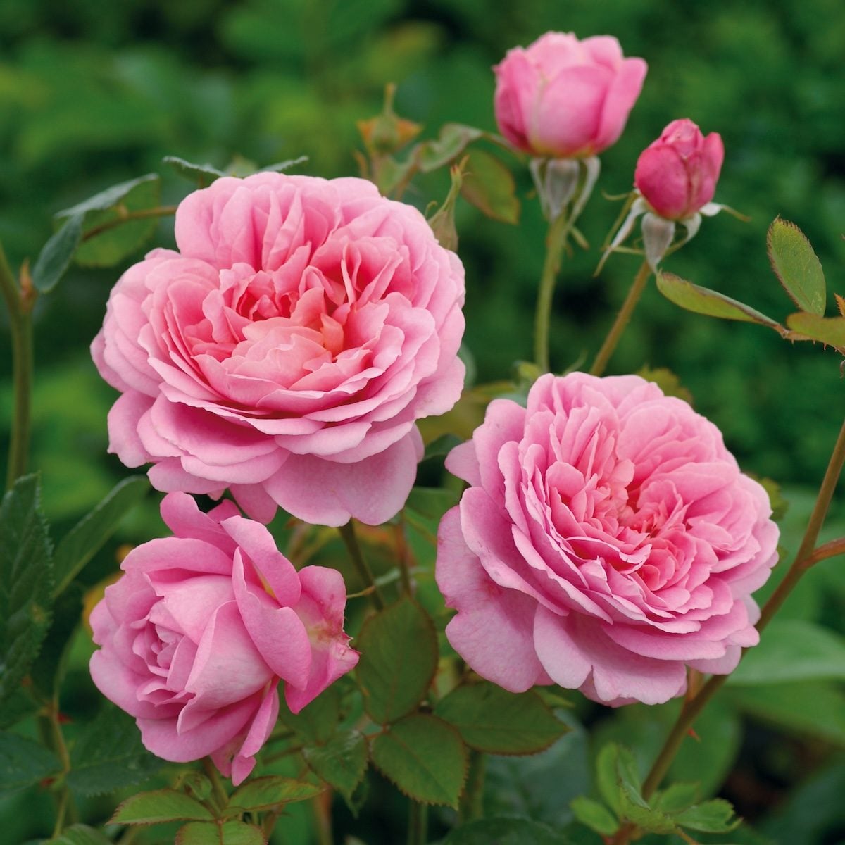 Pink Home Garden Rose Flower Seeds for Planting Easy to Grow Heirloom & GMO Free Seeds for Home Garden
 
 Sale