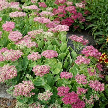 Pink Sedum Flower seeds for Planting - Drought Tolerant, Heirloom & GMO Free Seeds for Home Garden