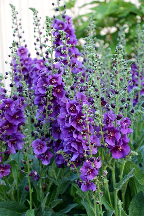 Purple Mullein Flower seeds for Planting - Pollinator Friendly, Heirloom & GMO Free Seeds for Home Garden