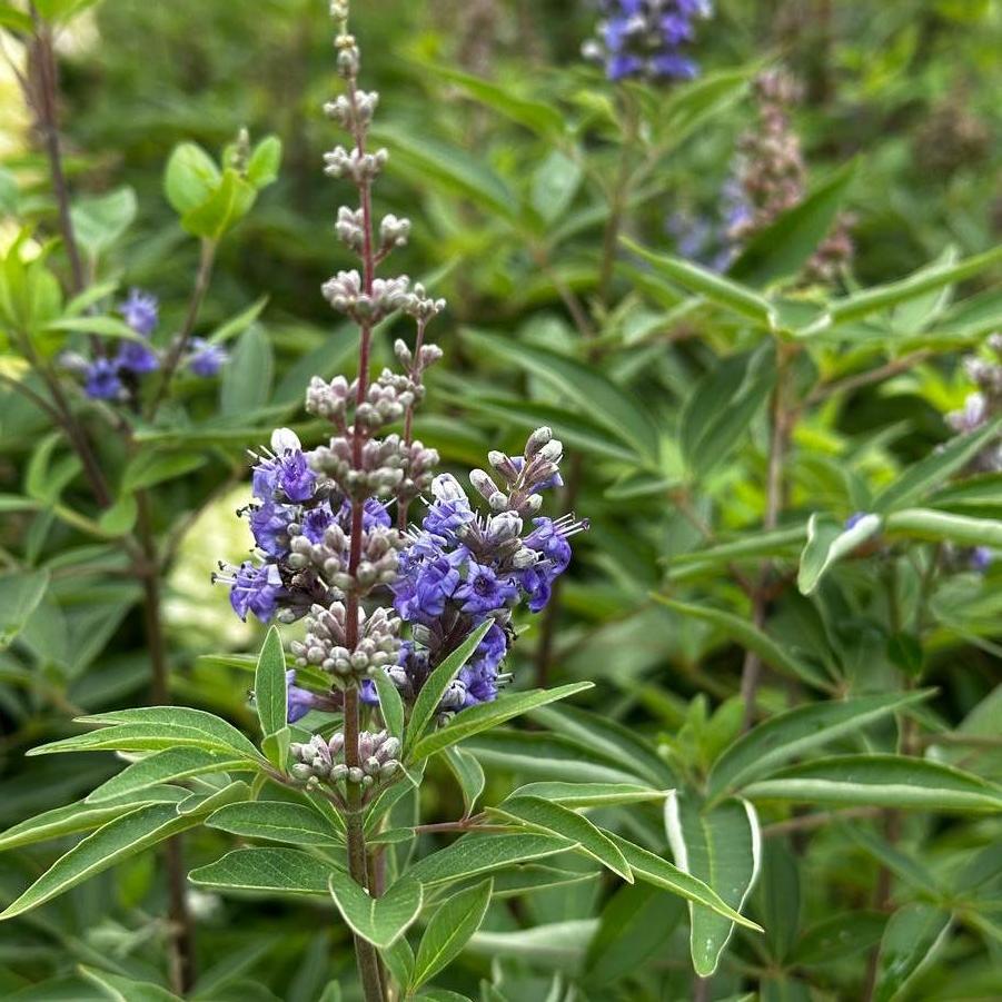 Vitex Agnus-Castus Plant Seeds for Thriving Herbal Shrub  Ideal for Planting Gardens, Yards, or Landscapes