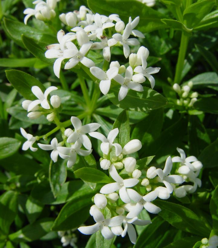 Woodruff Flower seeds for Planting - Compact Growth, Heirloom & GMO Free Seeds for Home Garden