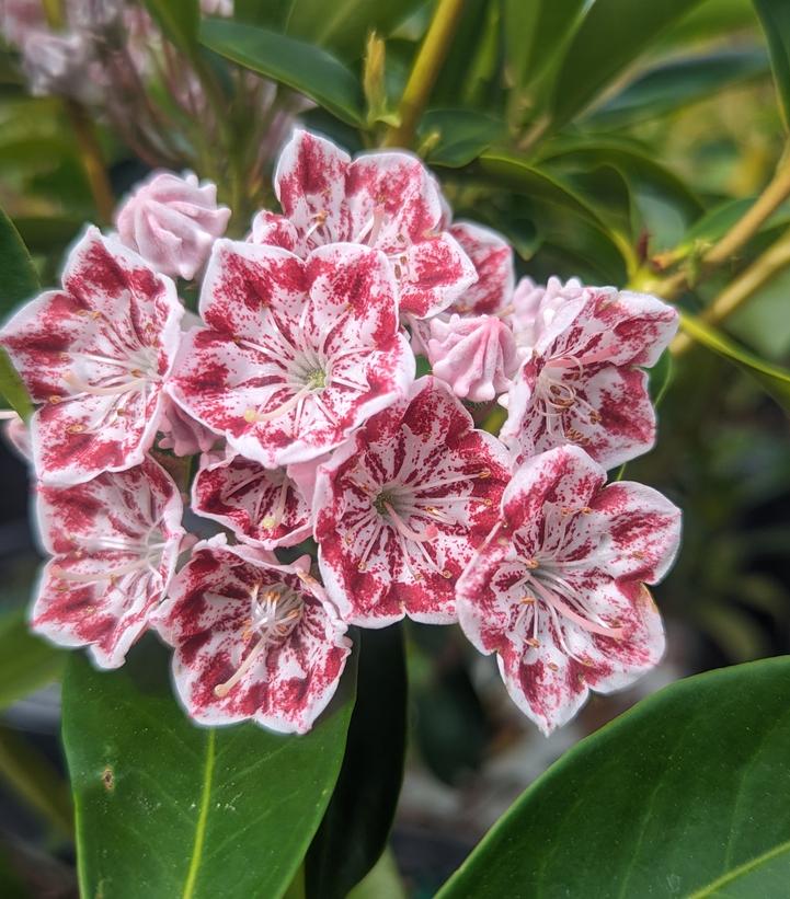Pink Kalmia Flower seeds for Planting - Premium Quality, Heirloom & GMO Free Seeds for Home Garden