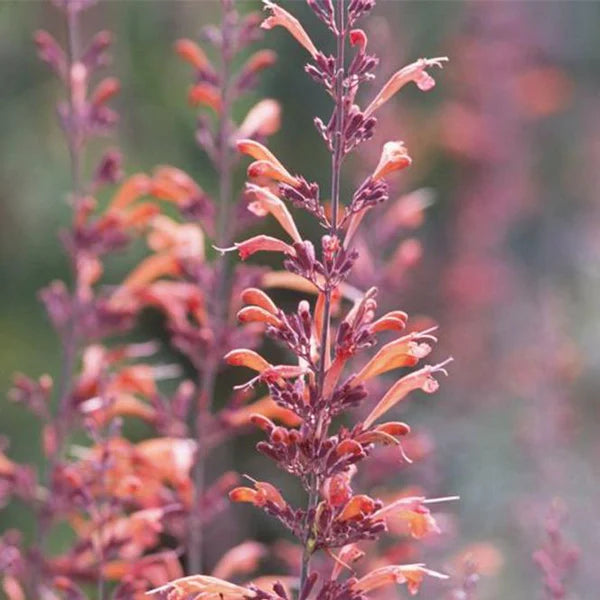 Orange Agastache Navajo Flower seeds for Planting - Pollinator Friendly, Heirloom & GMO Free Seeds for Home Garden