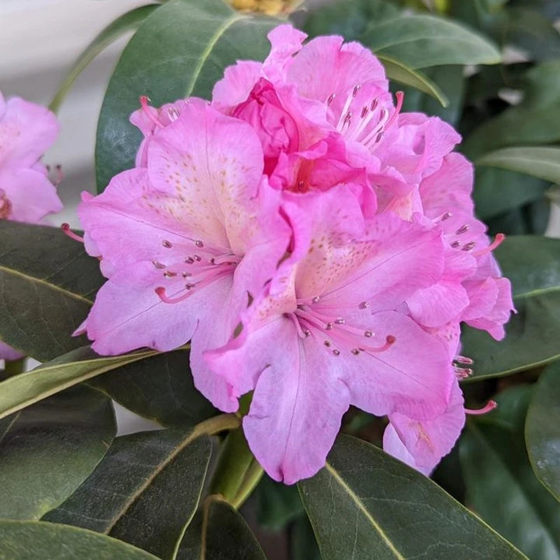 Rhododendron Flower seeds for Planting Long Bloom Season Heirloom & GMO Free Seeds for Home Garden