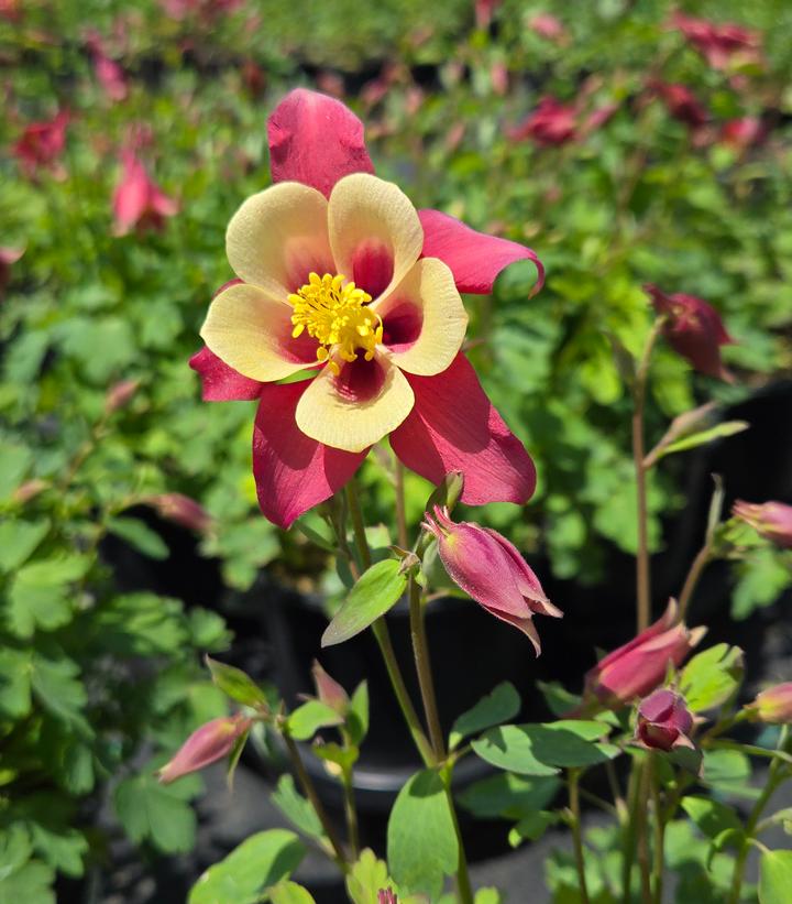 Red Yellow Aquilegia Flower seeds for Planting - Pollinator Friendly, Heirloom & GMO Free Seeds for Home Garden