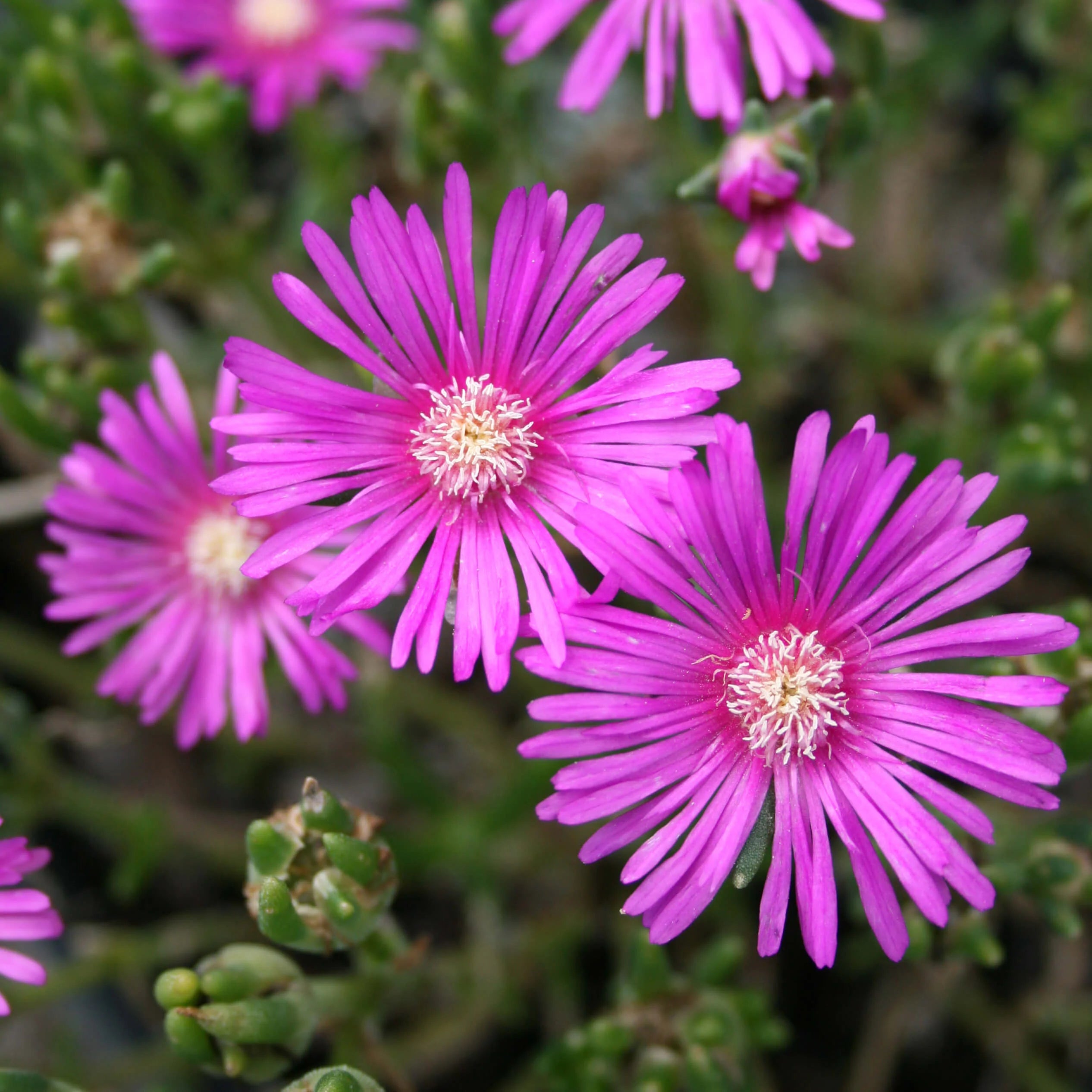 Purple Delosperma Flower seeds for Planting - Bright Blooms, Heirloom & GMO Free Seeds for Home Garden