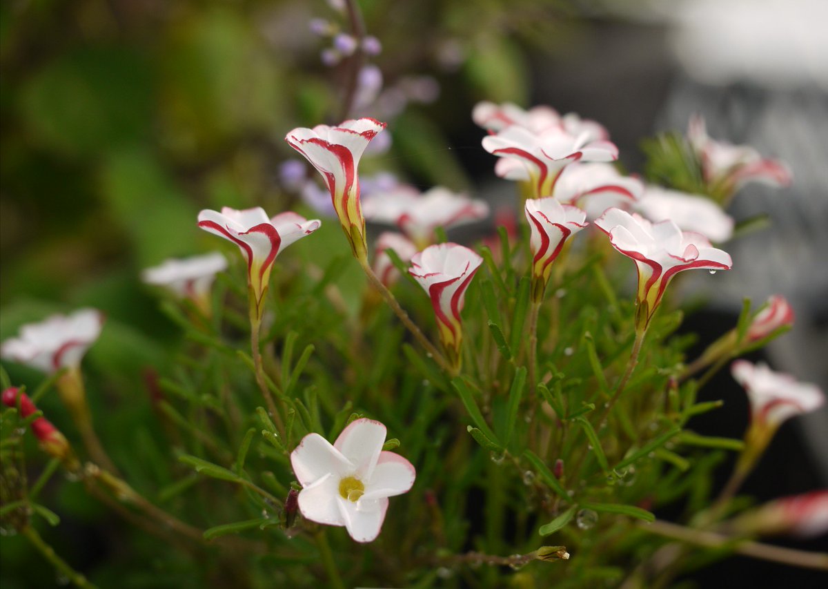 Red White Candy Cane Flower Seeds for Planting  Vibrant Annual Blooms