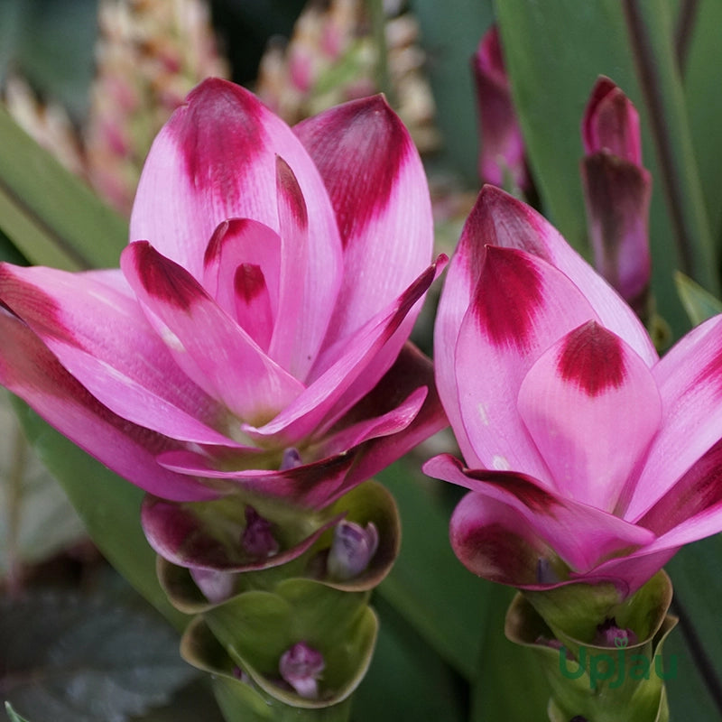 Curcuma Flower seeds for Planting - Seasonal Bloomer, Heirloom & GMO Free Seeds for Home Garden