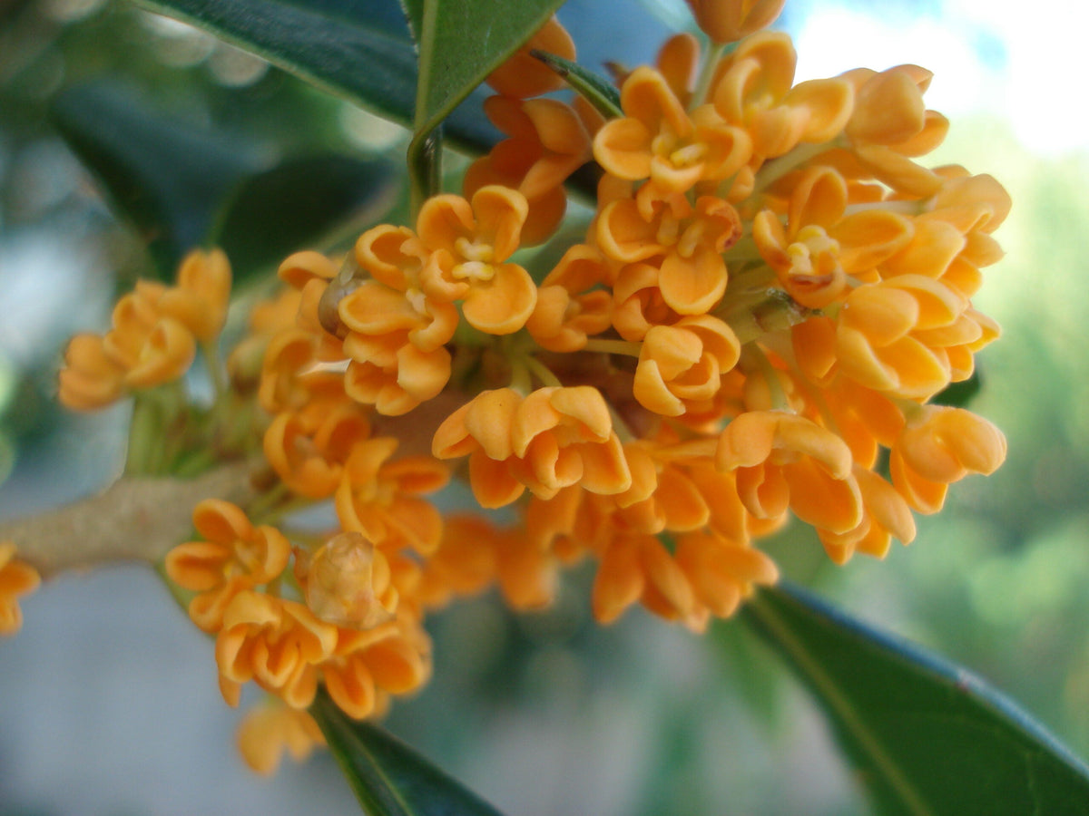 Osmanthus (Osmanthus Fragrans) seeds for planting in home garden