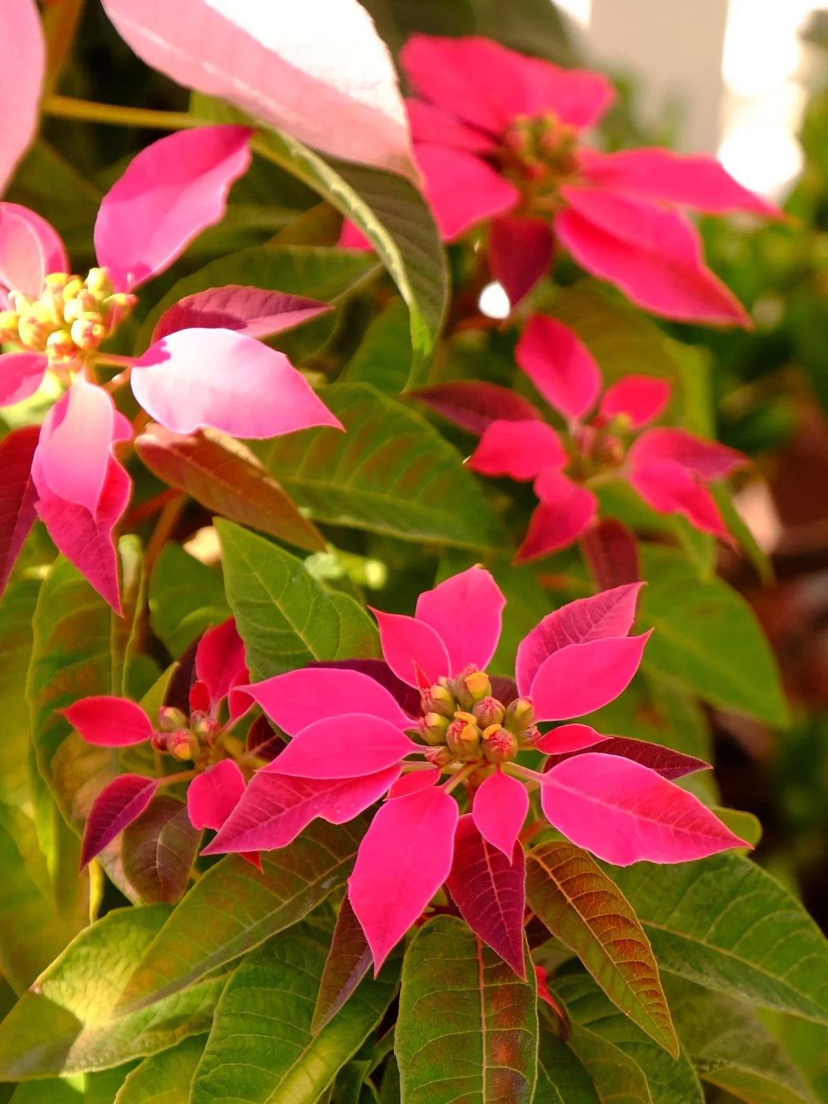 Mixed Poinsettia Flower seeds for Planting - Bright Blooms, Heirloom & GMO Free Seeds for Home Garden